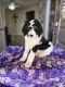 Poodle Puppies for sale in Odessa, TX, USA. price: $1,200