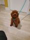 Poodle Puppies for sale in Clifton, NJ, USA. price: $2,900