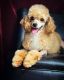 Poodle Puppies for sale in Modesto, CA, USA. price: $700