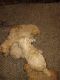 Poodle Puppies for sale in Ocala, FL, USA. price: $1,200