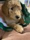Poodle Puppies for sale in Snowflake, AZ 85937, USA. price: $500