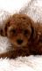 Poodle Puppies for sale in Bakersfield, CA 93306, USA. price: $2,000