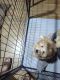 Poodle Puppies for sale in Riverside, CA 92505, USA. price: $1,000