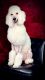 Poodle Puppies for sale in Modesto, CA, USA. price: $900