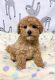 Poodle Puppies for sale in Grand Forks, ND, USA. price: $450