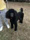 Poodle Puppies for sale in Batesburg-Leesville, SC, USA. price: $900