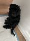 Poodle Puppies for sale in Bronx, NY, USA. price: $900
