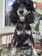 Poodle Puppies for sale in Ocala, FL, USA. price: $650