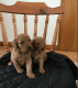 Poodle Puppies for sale in California City, CA, USA. price: $200