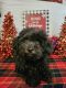 Poodle Puppies for sale in Kissimmee, FL, USA. price: $1,100