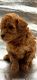 Poodle Puppies for sale in Bakersfield, CA 93306, USA. price: $1,000