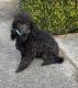 Poodle Puppies for sale in Hot Springs, Arkansas. price: $300