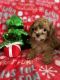 Poodle Puppies for sale in Albuquerque, NM, USA. price: $1,500