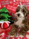 Poodle Puppies for sale in Albuquerque, NM, USA. price: $1,500