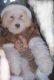 Poodle Puppies for sale in Waco, TX, USA. price: $800