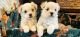 Poodle Puppies for sale in Ogden, Utah. price: $999