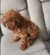 Poodle Puppies for sale in Rancho Cucamonga, California. price: $2,500