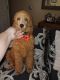 Poodle Puppies for sale in Ocala, FL, USA. price: $600