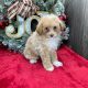 Poodle Puppies for sale in East Los Angeles, California. price: $900