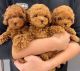Poodle Puppies for sale in Detroit, Michigan. price: $400