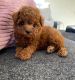 Poodle Puppies for sale in Miami, Florida. price: $400