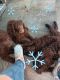 Poodle Puppies for sale in Ocala, FL, USA. price: $850