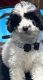 Poodle Puppies for sale in Baldwin, New York. price: $900
