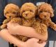 Poodle Puppies for sale in Madison, Wisconsin. price: $400