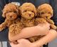 Poodle Puppies for sale in Albuquerque, New Mexico. price: $400