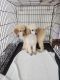 Poodle Puppies for sale in Fayetteville, Arkansas. price: $600