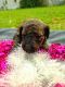 Poodle Puppies for sale in Clearwater, FL, USA. price: $1,200