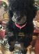 Poodle Puppies for sale in Jonesville, MI 49250, USA. price: $1,000
