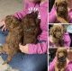 Poodle Puppies for sale in Brenham, Texas. price: $1,750