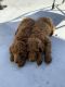 Poodle Puppies for sale in Hudson, Florida. price: $100,000