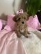 Poodle Puppies for sale in Albuquerque, NM, USA. price: $1,600