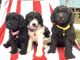 Poodle Puppies for sale in Hernando, Florida. price: $1,100