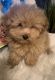 Poodle Puppies for sale in Yakima, Washington. price: $650