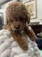Poodle Puppies for sale in Quitman, AR 72131, USA. price: $2,000