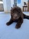 Poodle Puppies for sale in Madera, California. price: $850