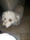 Poodle Puppies for sale in Wesley Chapel, Florida. price: $350