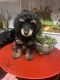 Poodle Puppies for sale in Yamanto QLD 4305, Australia. price: $1,000