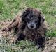 Poodle Puppies for sale in 353 Mapleleaf Lake Cir, Utica, KY 42376, USA. price: $1,800