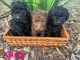 Poodle Puppies for sale in Tamworth, New South Wales. price: $10,000