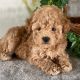 Poodle Puppies for sale in Hanamaulu, Hawaii. price: $450