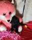 Poodle Puppies for sale in Ocala, Florida. price: $1,600