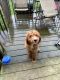 Poodle Puppies for sale in Columbus, OH, USA. price: $400