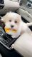 Poodle Puppies for sale in Largo, Florida. price: $1,500