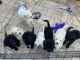 Poodle Puppies for sale in Logan City, Queensland. price: $1,900