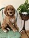 Poodle Puppies for sale in Orleans, Vermont. price: $1,600