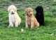 Poodle Puppies for sale in New Haven, Indiana. price: $1,500